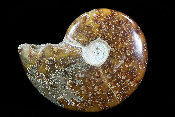 Polished, Agatized Ammonite (Cleoniceras) - Madagascar #75977
